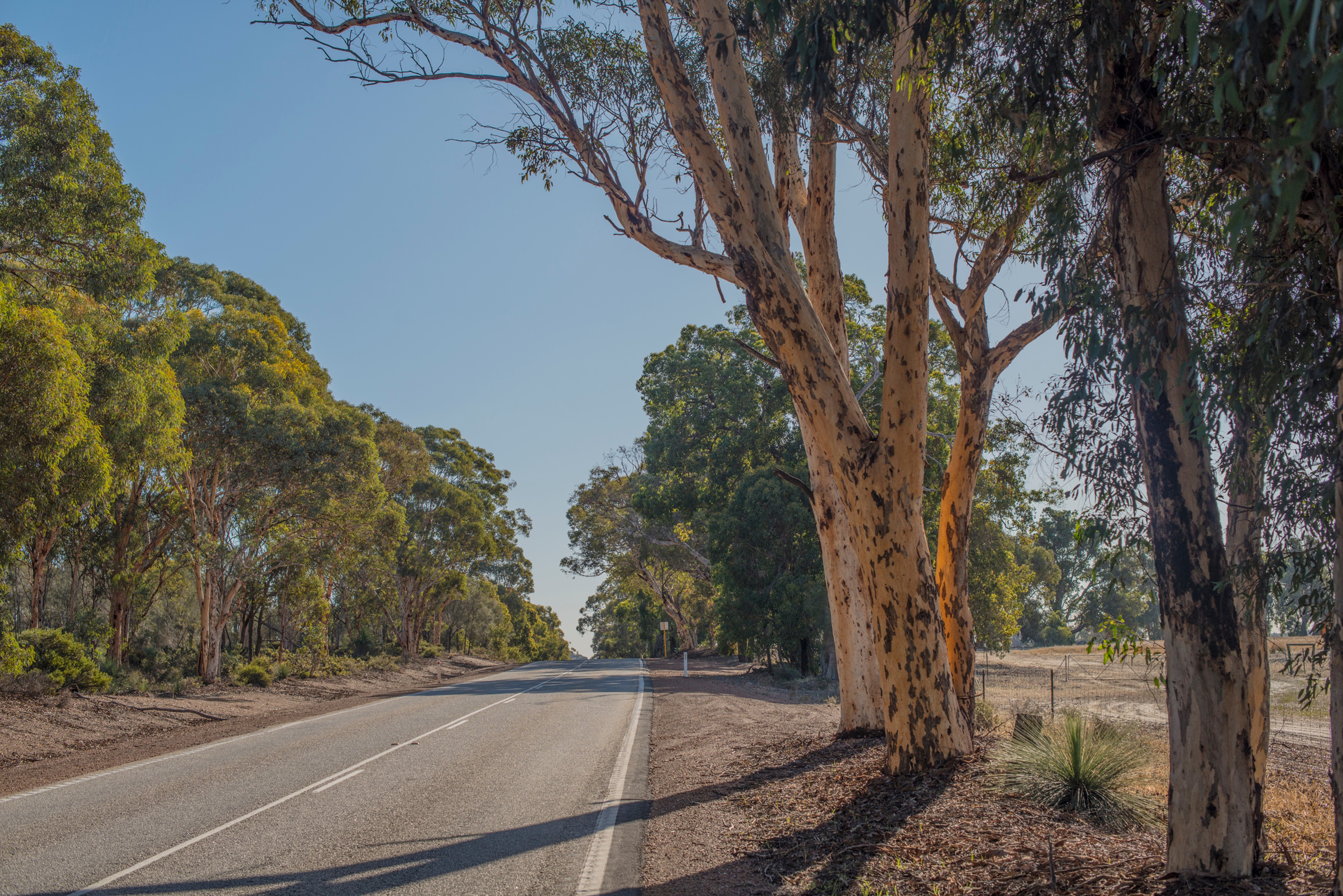 Photo of an Australian dirt road and gum tree